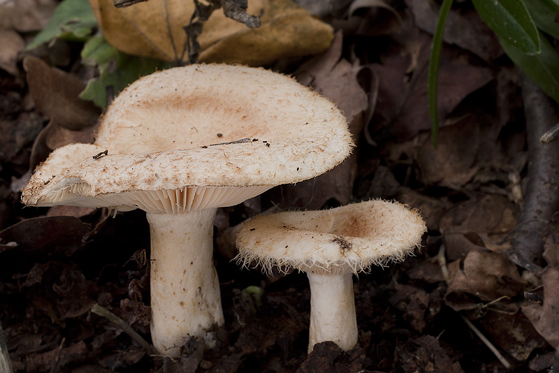 Lactarius mairei